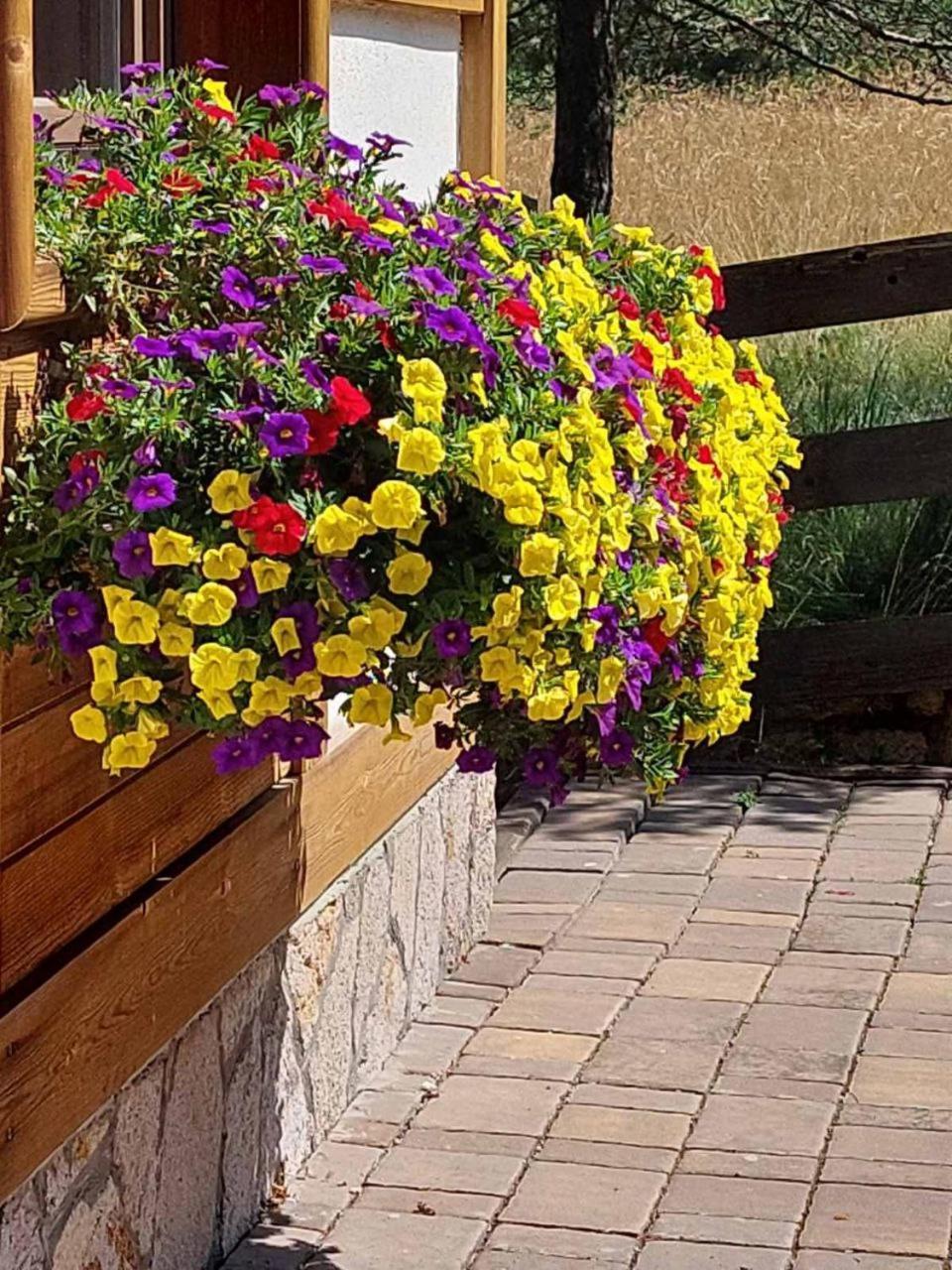 Api Komora Lodge Zlatibor